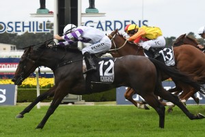 Spright, above winning at Rosehill, reproduced her customary late finish to win the 2019 Robert Sangster Stakes at Morphettville. Photo by Steve Hart.