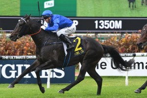 Gaulois, above, will carry the minimum weight in the 2018 Villiers Stakes at Randwick. Photo by Steve Hart.
