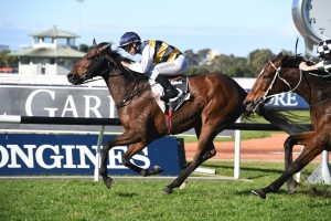 Azuro, above, is battling for favouritism with stablemate Yogi in the 2019 Queensland Cup at Eagle Farm. Photo by Steve Hart.