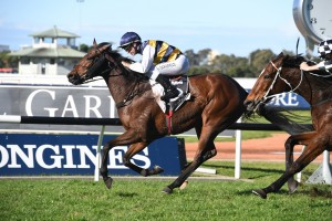 Azuro, above, winning the the Stayer;s Cup over 3200m at Rosehill. Photo by Steve Hart. 