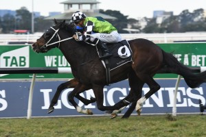 Mister Sea Wolf, above, is one of the outsiders in the 2018 Kingston Town Classic at Ascot in Perth. Photo by Steve Hart.