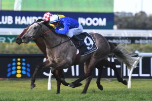 The James Cummings trained Subedar, above, is included in the final field for the Ming Dynasty Quality at Rosehill. Photo by Steve Hart.