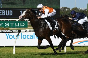 Menari. above, will return to Newgate Farm for the 2019 breeding season after inuring a tendon for the second time. Photo by Steve Hart.