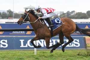 Graff, above, is one of the outsiders for the 2020 Stradbroke Handicap at Eagle Farm. Photo by Steve Hart.
