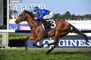 Bivouac, above, is the odds on favourite for the 2019 Manikato Stakes at The Valley. Photo by Steve Hart.