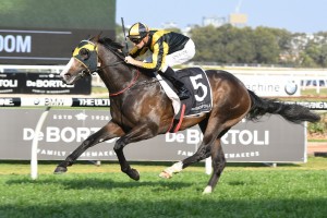 Trapeze Artist, above, could earn himself a trip to Royal Artist at the end of the 2019 Sydney Autumn Carnival. Photo by Steve Hart.