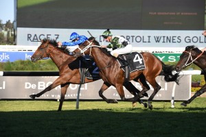 Bivouac, above in the Goldolphin royal blue colours, beats off Yes Yes Yes to win the 2019 Golden Rose at Rosehill. Photo by Steve Hart.