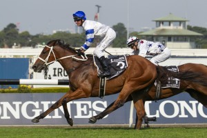 Kolding, above, is one of eight Chris Waller trained runners in the 2020 Doncaster Milke at Randwick. Photo by Steve Hart.