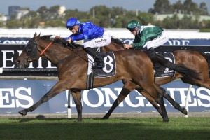 Organza, above, is the favourite for the 2019 Gai Waterhouse Classic at Ipswich. Photo by Steve Hart.
