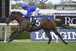 Tassort, above, is the early favourite for the 2019 Golden Slipper at Rosehill. Photo by Steve Hart.