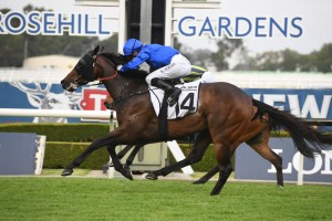 Jockey Michael Hellyer has picked up the ride on Ranier, above, in the 2020 Stradbroke Handicap at Eagle Farm. Photo by Steve Hart.