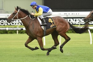 Le Romain, above, is set to resume in the Missile Stakes at Rosehill. Photo by Steve Hart.