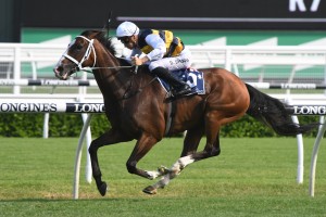 Tom Melbourne, above, is trainer Chris Waller's main hope in the 2019 Stradbroke Handicap at Eagle Farm. Photo by Steve Hart.