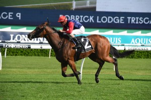Sweet Deal, above, scored a nail biting first up win in the 2020 Toy Show at Randwick. Photo by Steve Hart.