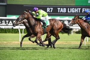 Nakeeta Jane, above, is one of the top fancies for the 2019 Surround Stakes at Randwick. Photo by Steve Hart.