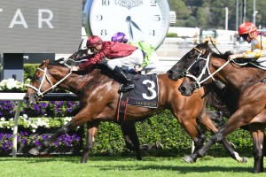 Endless Drama, above in the claret colours, will carry the hopes of New Zealand in the 2019 Winterbottom Stakes at Ascot in Perth. Photo by Steve Hart. 