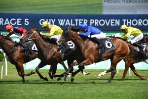 Dawn Dawn, above in the yellow colours, scores a last stride win in the Gut Walter Stakes at Randwick. Photo by Steve Hart.
