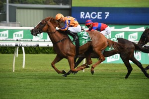 Te Akau Shark, above, wins the 2020 Chipping Norton Stakes at Randwick. Photo by Steve Hart. 