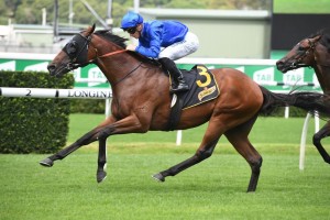 Microphone, above, is one of the 2yos vying for favouritism for the 2019 Inglis Sires' at Randwick. Photo by Steve Hart.