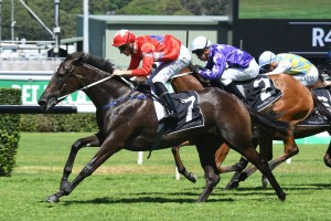 Seabrook, above, will race without the blinkers in the 2019 Vinery Stud Stakes at Rosehill. Photo by Steve Hart.  