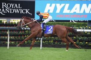 Nature Strip, above, will be set for the T J Smith Stakes at Randwick. Photo by Steve Hart.