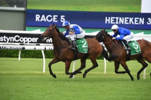 The Bostonian, above in white colours with blue sleeves, is being at the Winx Stakes at Randwicjk, Photo by Steve Hart.
