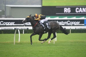 Trapeze Artist, above, scores an all the way win in the Canterbury Stakes at Randwick. Photo by Steve Hart.