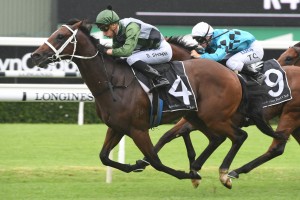 Yes Yes Yes, above in grey, black and olive tartan colours, could be a surprise contender for the 2019 The Everest at Randwick. Photo by Steve Hart. 