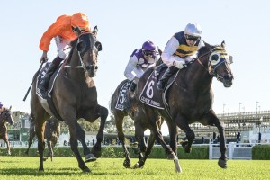 Quick Thinker, above with whit cap and sleeves, scored a tough win in the 2020 Australian Derby at Randwick. Photo by Steve Hart.