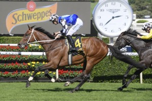 Raheen House, above, is set to back up in the 2020 Sydney Cup after winning the Chairman's Quality at Randwick. Photo by Steve Hart.