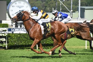 Gallic Chieftain, above, charges into Sydney Cup calculations with a tough win in the Chairman's Quality at Randwick. Photo by Steve Hart.