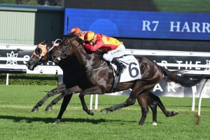 Levendi, above in red and gold colours, is out of the 2019 Autumn Carnival after suffering a fractured pelvis. Photo by Steve Hart.