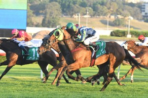 Luvaluva, above in lime blinkers, heads to Kembla Grange to run in The Gong. Photo by Steve Hart.