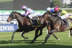 Etah James, above in the pale blue and cerise colours, outstayed her rivals to win the 2020 Sydney Cup at Randwick. Photo by Steve Hart.