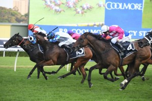 Kenedna, above in blue and white colours, could be set for a 2019 Cox Plate campaign during the Melbourne Spring Carnival. Photo by Steve Hart. 