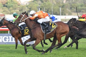Who Shot Thebarman, above in orange colours, is chasing back to back wins in the 2018 Moonee Valley Gold Cup at The Valley. Photo by Steve Hart. 