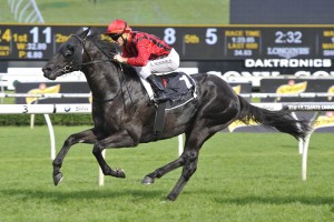 Prized Icon, above, is one of the main chances in the 2018 Railway Stakes at Ascot in Perth. Photo by Steve Hart.