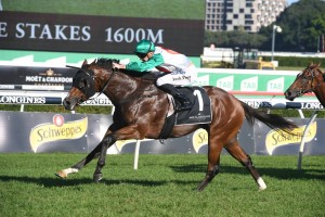 Castelvecchio, above, is among the nominations for the 2019 Ladbrokes Caulfield Guineas at Caulfield. Photo by Steve Hart.