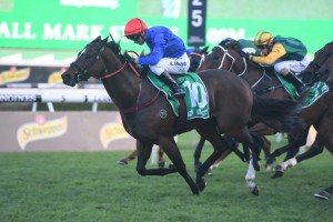 Trekking, above, is set to put his best foot forward in the Kingsford-Smith Cup at Eagle Farm. Photo by Steve Hart. 