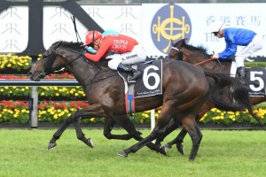 Moss Trip, above, has been well supported in the betting for the 2019 Coolmore Classic at Rosehill. Photo by Steve Hart.