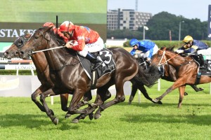 Seabrook, above in red colours is the only filly in the Sandown Guineas field at Sandown. Photo by Photo by Steve Hart.
