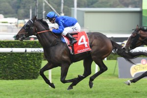 Tally, above, has been given the 61kg top weight for the 2019 Magic Millions Trophy at the Gold Coast. Photo by Steve Hart.