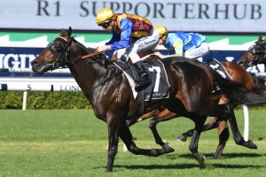 Prince Fawaz, above, is being set for the 2020 Golden Eagle at Rosehill. Photo by Steve Hart.
