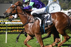 Excellent Proposal, above, made it two wins from starts with his victory at Randwick. Photo by Steve Hart.