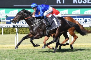 Plague Stone, above, had to settle for second behind Zoustyle in the JRA Plate at Doomben. Photo by Steve Hart.
