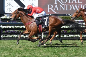 Military Zone, was the winner of the Fred Best Classic at Eagle Farm. Photo by Ultimate Racing Photos.