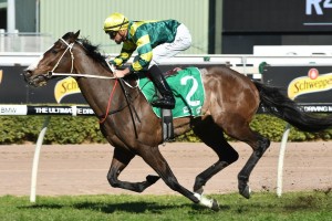 Care To Think, above, will run at double figure odds in the Lough Neagh Stakes at Doomben. Photo by Steve Hart.