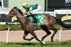 Care To Think, above, is one of the main chances in the George Moore Stakes at Doomben. Photo by Steve Hart.