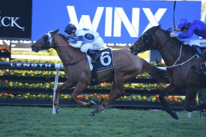 Samadoubt, above, will be hard to run down again in the Chelmsford Stakes at Randwick. Photo by Steve Hart.