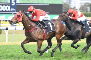 Redzel, above, will get conditions to suit in the 2020 T J Smith Stakes at Randwick. Photo by Steve Hart. 